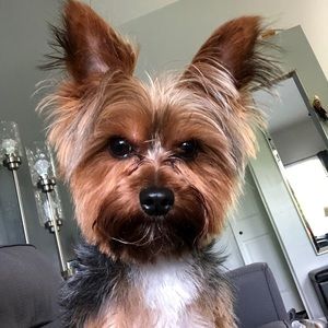 Meet your Posher, Gabe